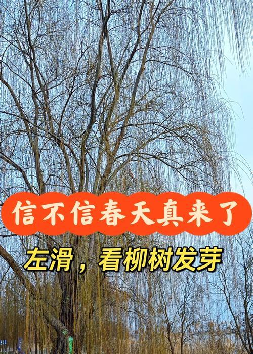 柳树是一种什么类型的植物？（解析柳树的分类与特点，探究其种子植物身份。）-第3张图片-绿意生活