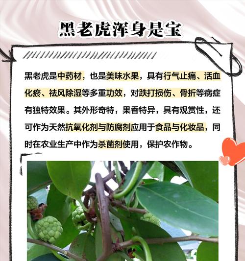 黑老虎的开花时间和特点剖析（探秘黑老虎的花期和生物学特性）-第2张图片-绿意生活