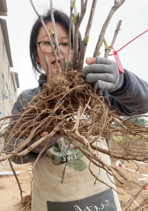 牡丹花种子的种植方法（快速掌握如何种植出美丽的牡丹花）-第2张图片-绿意生活