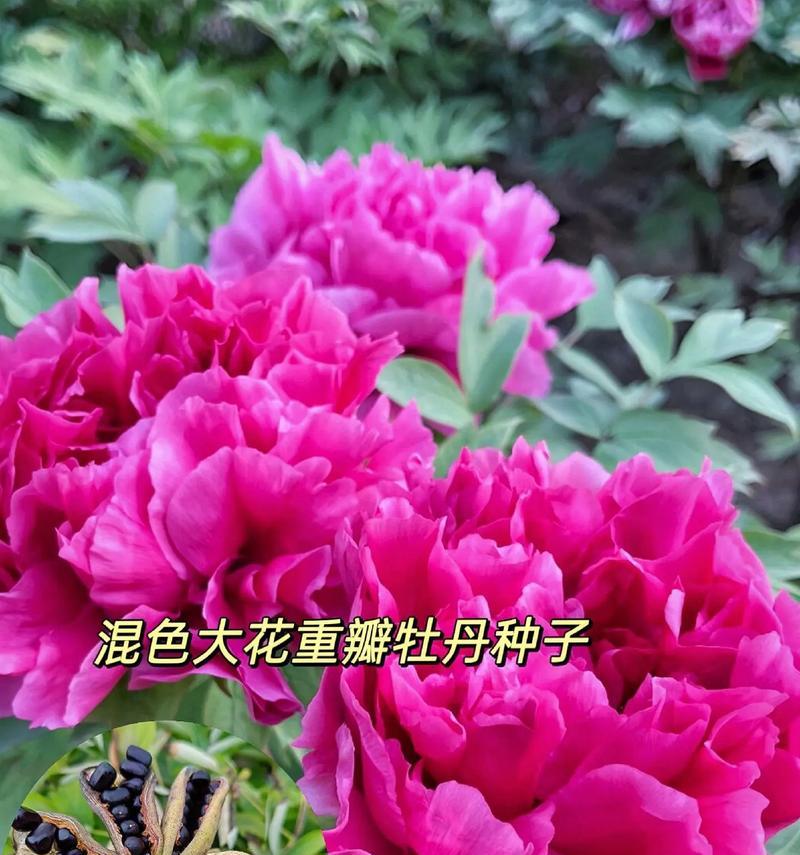 牡丹花种子的种植方法（快速掌握如何种植出美丽的牡丹花）-第1张图片-绿意生活