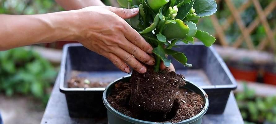 如何科学浇水让11月份长寿花茁壮成长（保持适度湿润，创造良好生长环境）-第1张图片-绿意生活