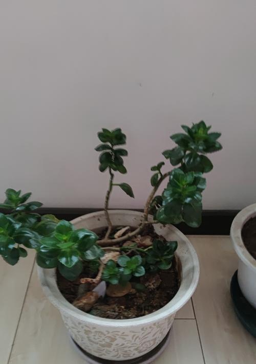 如何科学浇水让11月份长寿花茁壮成长（保持适度湿润，创造良好生长环境）-第2张图片-绿意生活