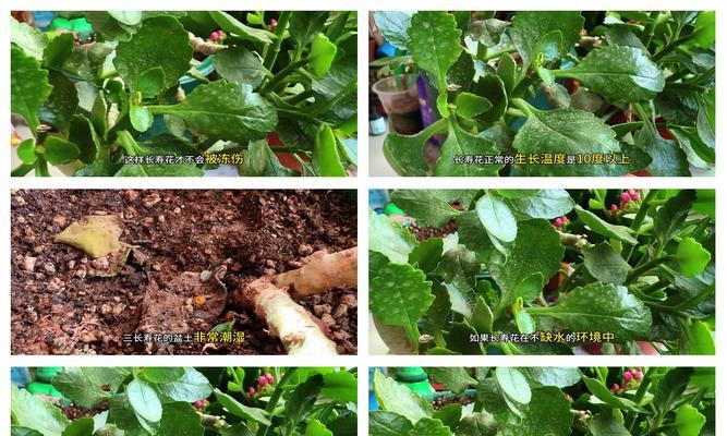 如何科学浇水让11月份长寿花茁壮成长（保持适度湿润，创造良好生长环境）-第3张图片-绿意生活