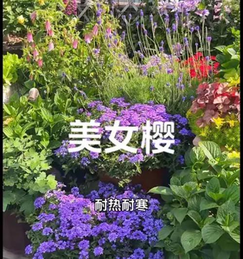 美女樱——能否在地上种植？（探究美女樱的生长环境及栽培技巧）-第2张图片-绿意生活