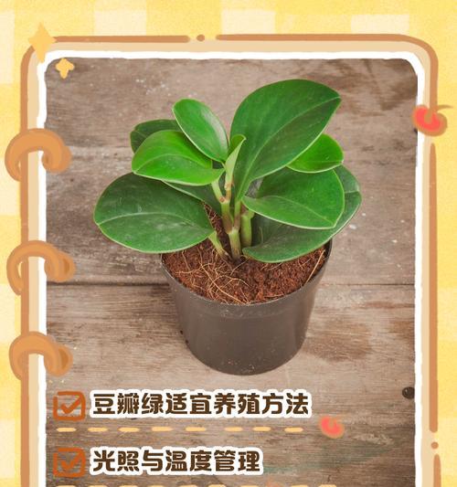 探究以豆瓣绿药用的潜力（解析豆瓣绿的药理作用及应用前景）-第1张图片-绿意生活
