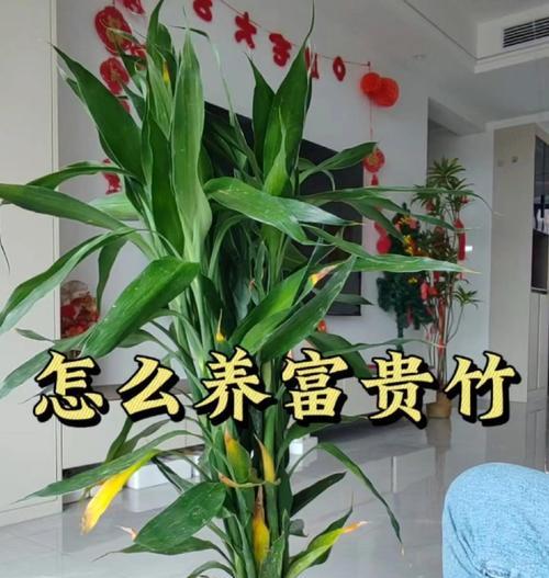 富贵竹，象征幸福和财富的象征（探究富贵竹在中国文化中的象征意义）-第2张图片-绿意生活