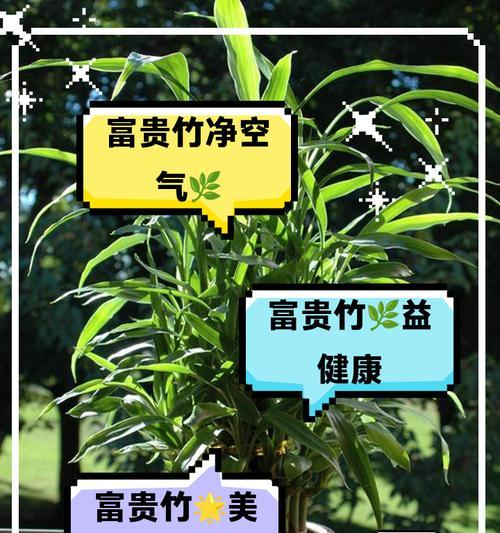 富贵竹，象征幸福和财富的象征（探究富贵竹在中国文化中的象征意义）-第1张图片-绿意生活