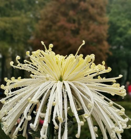 菊花怎么开了（探秘菊花绽放的奥秘）-第1张图片-绿意生活