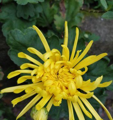 菊花怎么开了（探秘菊花绽放的奥秘）-第2张图片-绿意生活