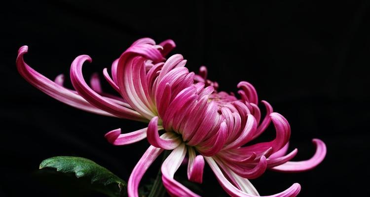 菊花怎么开了（探秘菊花绽放的奥秘）-第3张图片-绿意生活