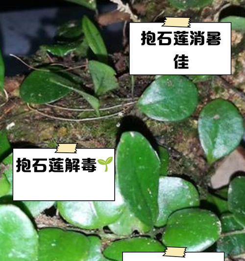 粉石莲养护指南（打造迷人的粉石莲花园，你需要知道的关键技巧）-第1张图片-绿意生活