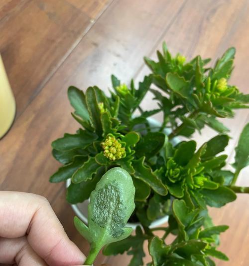长寿花病害及防治措施（揭秘长寿花病害的成因及有效防治方法）-第1张图片-绿意生活