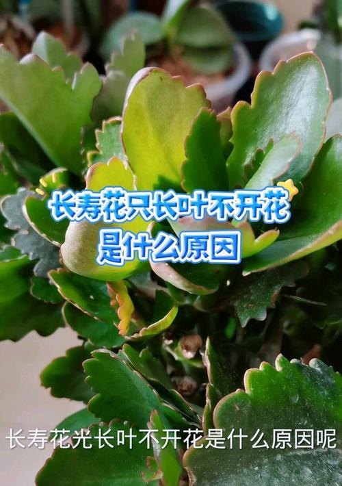 长寿花病害及防治措施（揭秘长寿花病害的成因及有效防治方法）-第3张图片-绿意生活