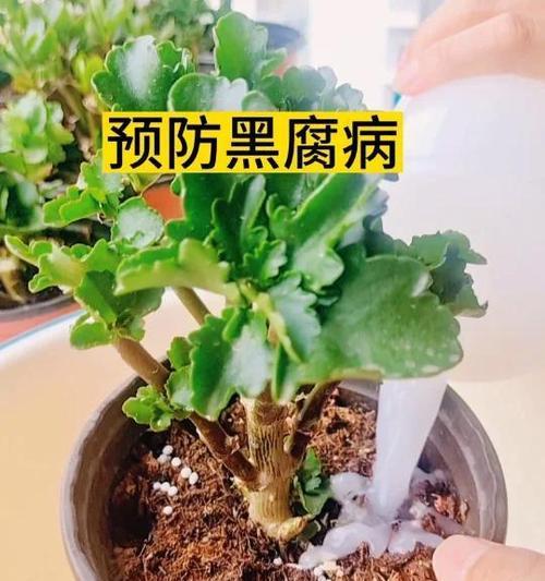 长寿花病害及防治措施（揭秘长寿花病害的成因及有效防治方法）-第2张图片-绿意生活