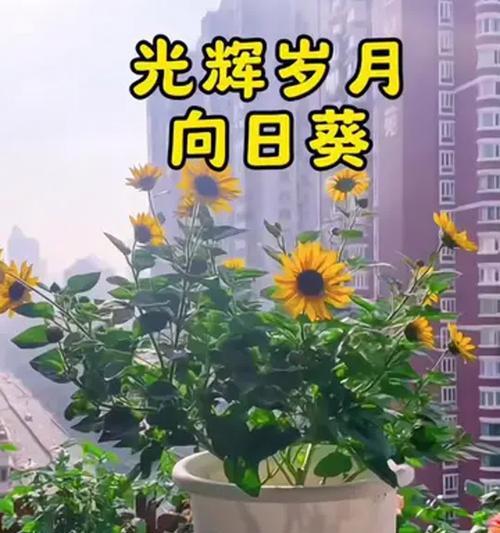向日奎养殖全攻略（了解如何正确养殖向日奎，轻松享受美丽植物带来的快乐）-第2张图片-绿意生活