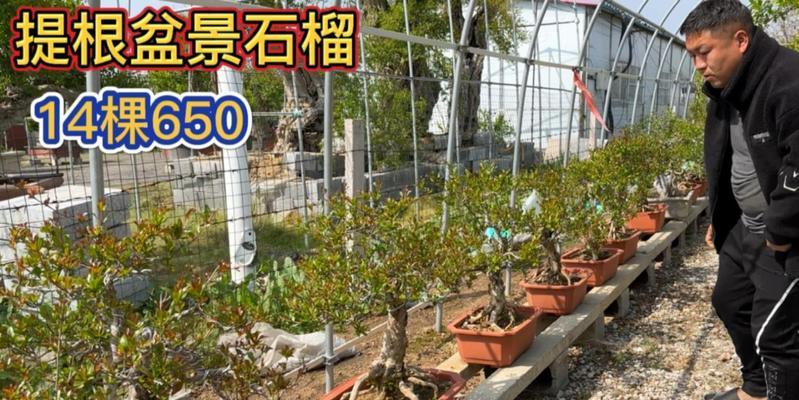 石榴种植的方法和技巧（如何正确上盆石榴苗，打造理想的种植环境）-第3张图片-绿意生活