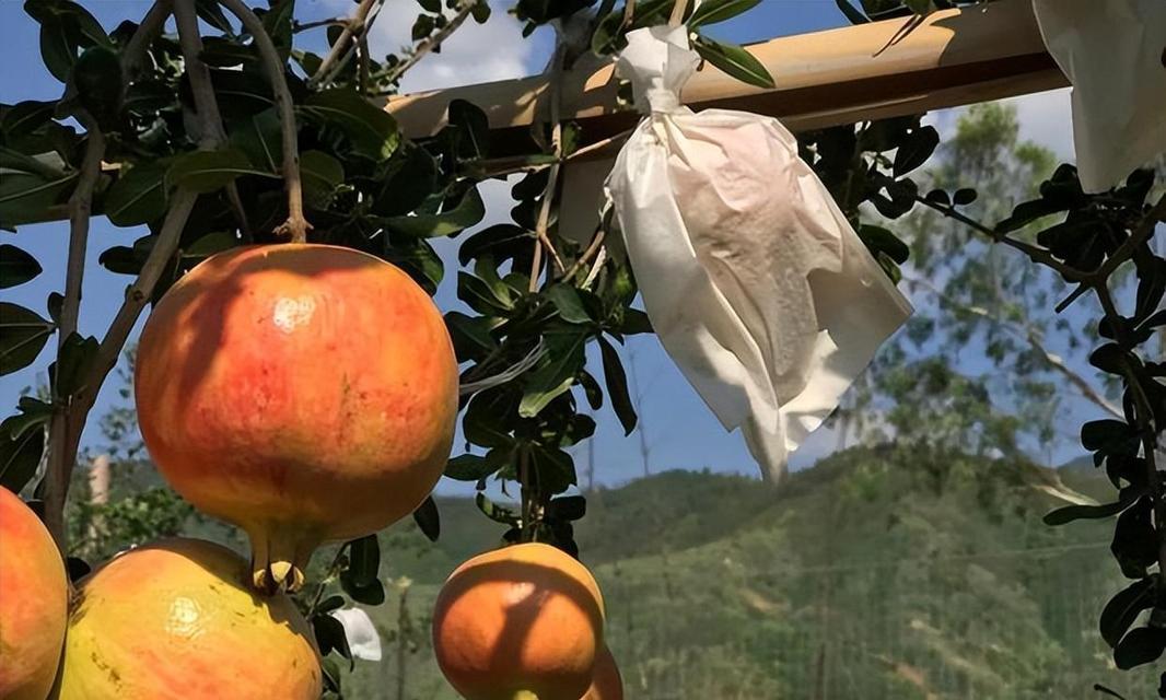 石榴种植的方法和技巧（如何正确上盆石榴苗，打造理想的种植环境）-第2张图片-绿意生活