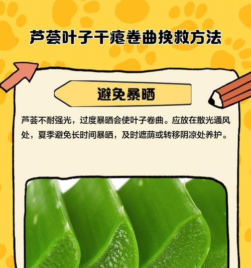 芦荟叶子的妙用与保健功效（探秘芦荟叶子的奇迹——从药用到美容，它都能胜任！）-第3张图片-绿意生活