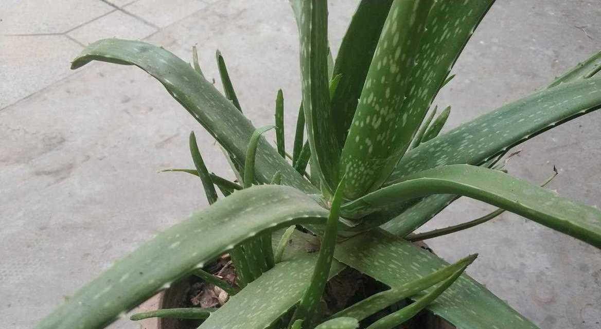 芦荟叶子的妙用与保健功效（探秘芦荟叶子的奇迹——从药用到美容，它都能胜任！）-第2张图片-绿意生活