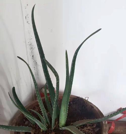 芦荟冬季保护指南（冬天会不会冻死？如何保护？）-第1张图片-绿意生活