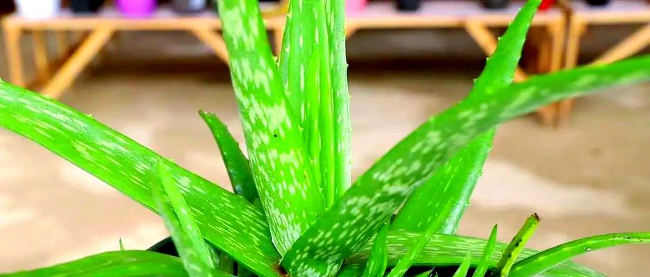 芦荟冬季保护指南（冬天会不会冻死？如何保护？）-第3张图片-绿意生活
