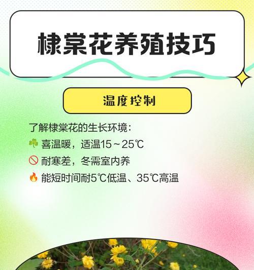 隶棠花的越冬方法（探索如何让隶棠花安全度过寒冷的冬季）-第2张图片-绿意生活