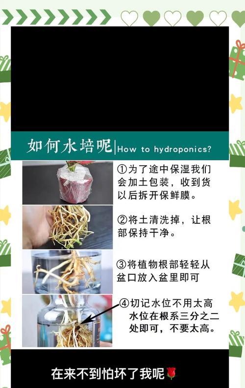如何快速养护红掌叶子？（红掌叶子快速生长的关键是什么？）-第1张图片-绿意生活