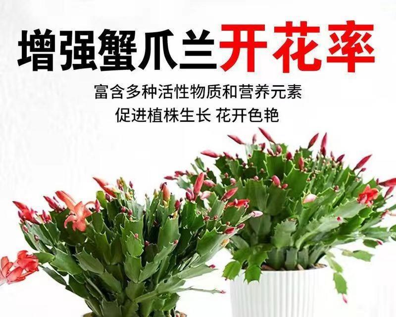 揭秘蟹爪兰花发蔫的真相（探寻蟹爪兰花发蔫背后的原因与应对方法）-第1张图片-绿意生活