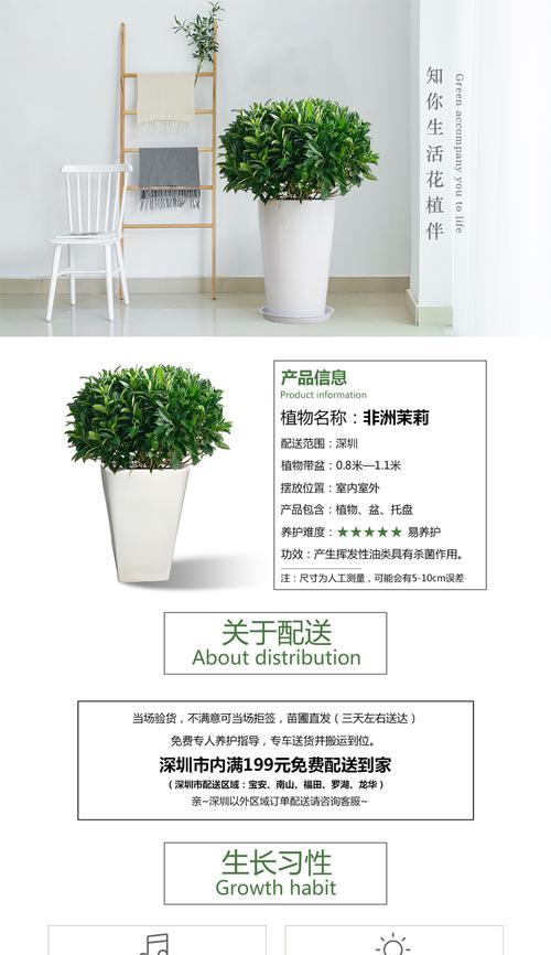 如何正确分盆非洲茉莉（步骤详解，让你的非洲茉莉健康成长）-第2张图片-绿意生活