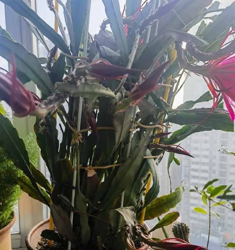 冬天如何养护令箭荷花？（有效方法和关键要点让令箭荷花在寒冷的冬季中健康茁壮）-第1张图片-绿意生活