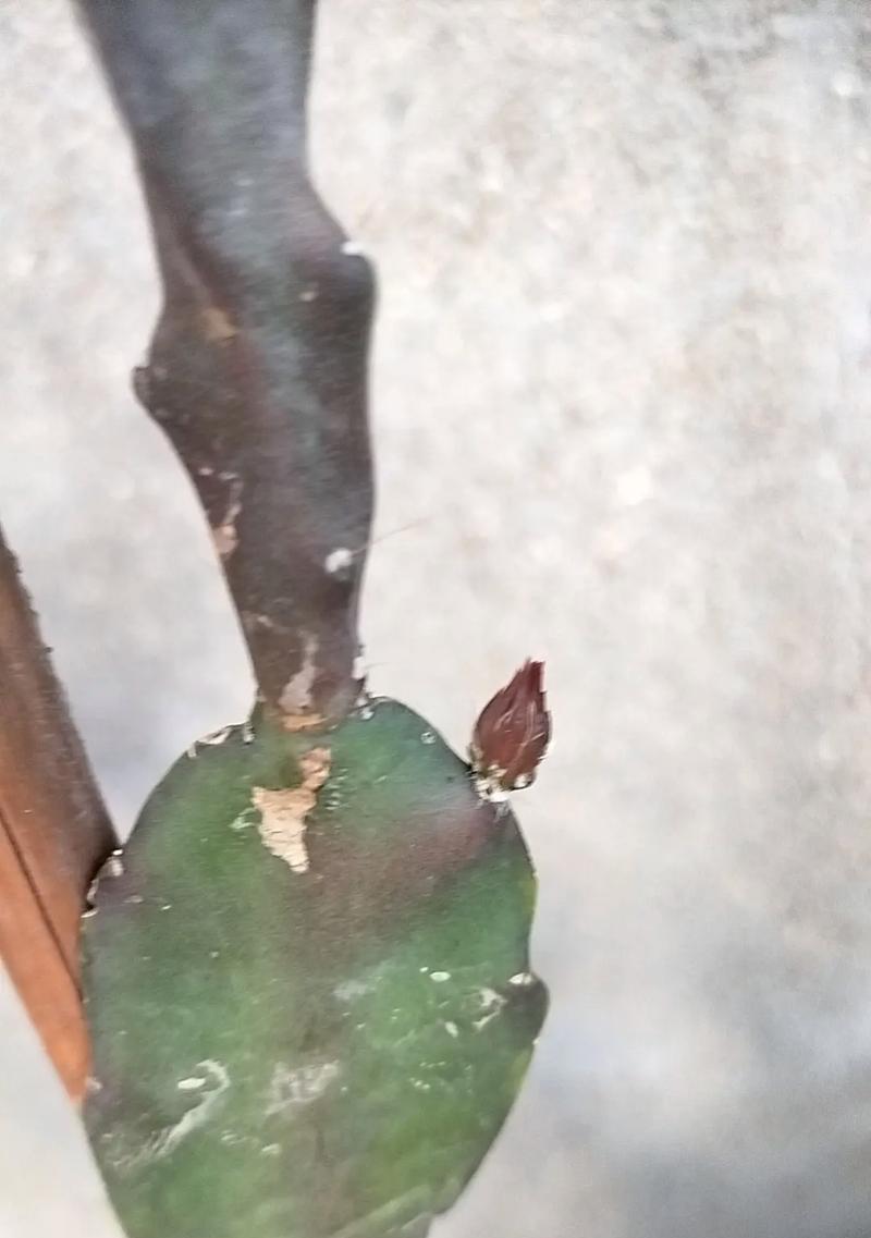 冬天如何养护令箭荷花？（有效方法和关键要点让令箭荷花在寒冷的冬季中健康茁壮）-第3张图片-绿意生活