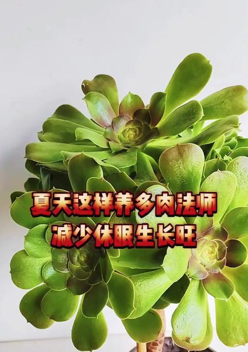 多肉怎么养长得快又旺盛（分享多肉的生长秘诀，让你的多肉成为人人羡慕的大美女）-第1张图片-绿意生活