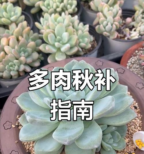 多肉怎么养长得快又旺盛（分享多肉的生长秘诀，让你的多肉成为人人羡慕的大美女）-第2张图片-绿意生活