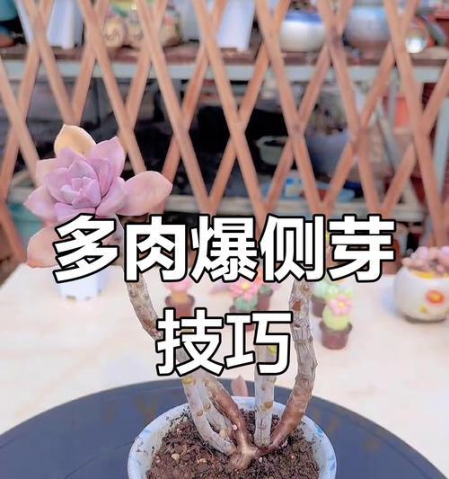 多肉怎么养长得快又旺盛（分享多肉的生长秘诀，让你的多肉成为人人羡慕的大美女）-第3张图片-绿意生活