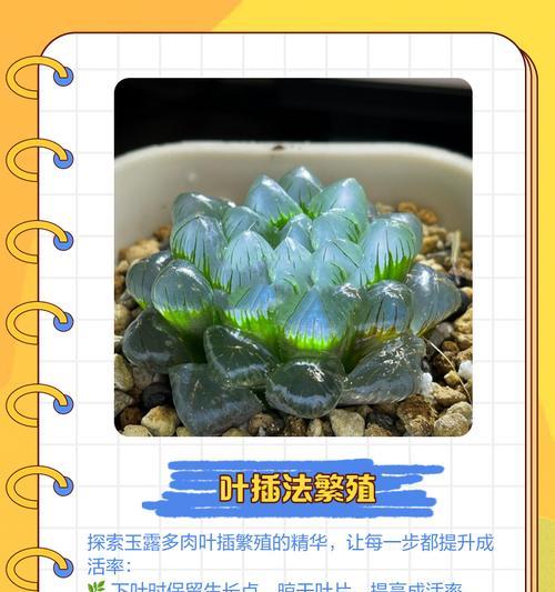 玉露花散开了，人们该如何应对？（玉露花绽放的美丽与困扰，如何平衡？）-第1张图片-绿意生活