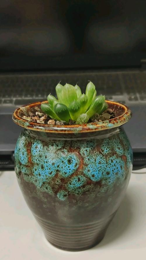 玉露花散开了，人们该如何应对？（玉露花绽放的美丽与困扰，如何平衡？）-第2张图片-绿意生活