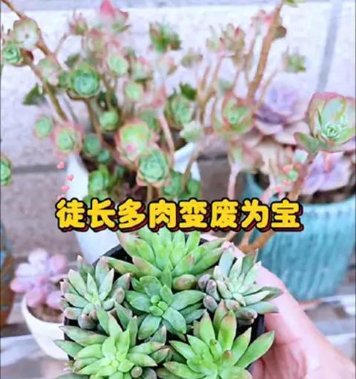 没根多肉种植指南（一步步教你如何种植没有根的多肉植物）-第2张图片-绿意生活
