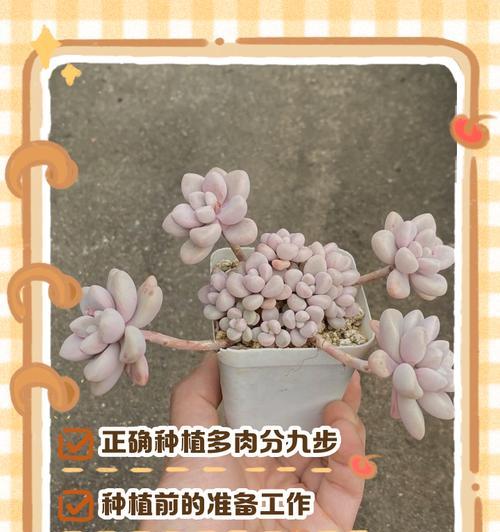 没根多肉种植指南（一步步教你如何种植没有根的多肉植物）-第1张图片-绿意生活