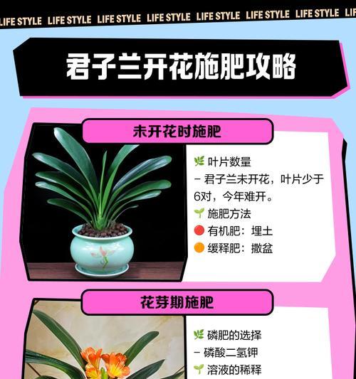 以君子兰怎么分盆施肥（科学的君子兰分盆施肥方法及注意事项）-第2张图片-绿意生活
