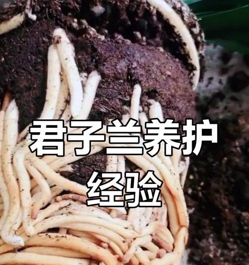 以君子兰怎么分盆施肥（科学的君子兰分盆施肥方法及注意事项）-第1张图片-绿意生活