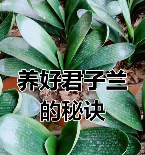 以君子兰怎么分盆施肥（科学的君子兰分盆施肥方法及注意事项）-第3张图片-绿意生活