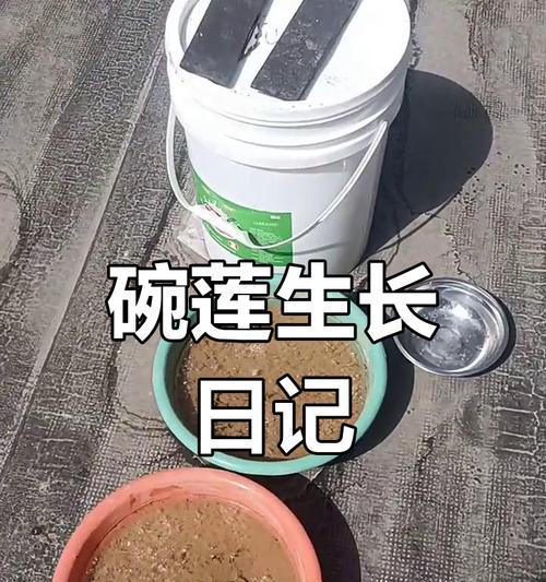 冬季养护碗莲的根部（保护碗莲根部健康过冬，）-第3张图片-绿意生活