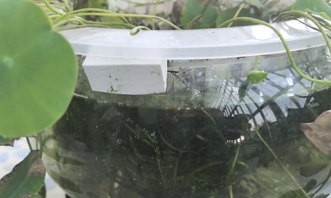 冬季养护碗莲的根部（保护碗莲根部健康过冬，）-第1张图片-绿意生活