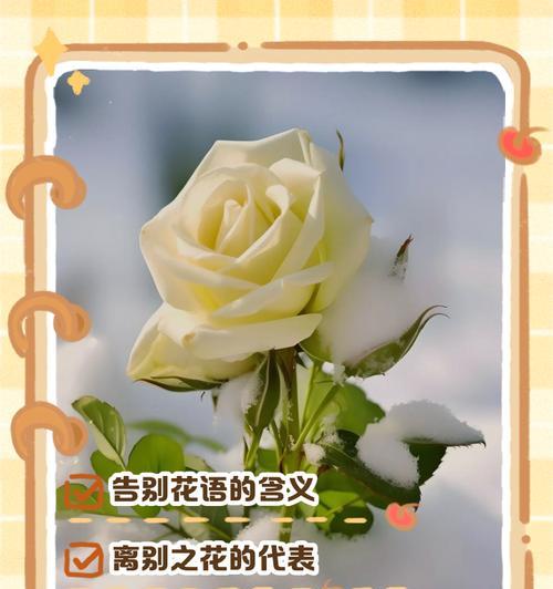 温柔如花——探秘花语中的温柔（以温柔为主题的花语解析及其象征意义）-第1张图片-绿意生活