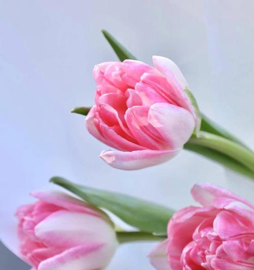 温柔如花——探秘花语中的温柔（以温柔为主题的花语解析及其象征意义）-第3张图片-绿意生活