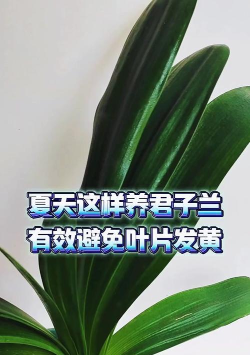 夏天君子兰叶子软了怎么办？（怎样处理夏天君子兰叶子软的问题，让它重新焕发生机）-第1张图片-绿意生活