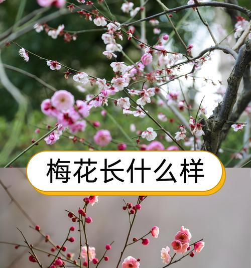 梅花的生长习性特点及生长环境条件研究（探究梅花的成长之路，找到适宜的生长环境）-第2张图片-绿意生活