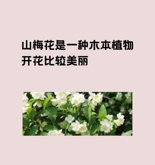 梅花的生长习性特点及生长环境条件研究（探究梅花的成长之路，找到适宜的生长环境）-第3张图片-绿意生活