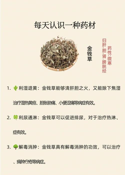 救命草有毒吗？室内养护指南（救命草的毒性探究，适合放在哪些场所？）-第1张图片-绿意生活
