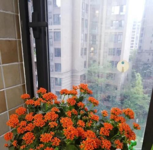 救命草有毒吗？室内养护指南（救命草的毒性探究，适合放在哪些场所？）-第3张图片-绿意生活